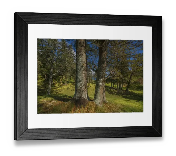 Framed Print : A countryside view in the picturesque rurals of Norfolk Island Framed Print : A countryside view in the picturesque rurals of Norfolk Island