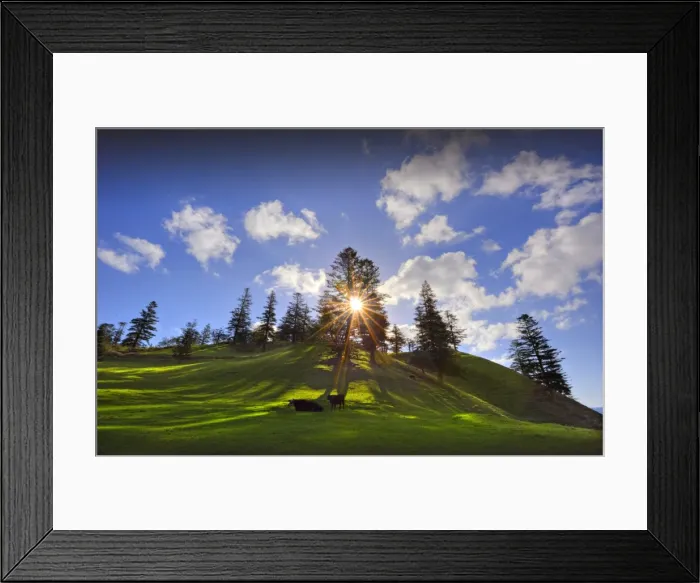 Framed Print : Sunstar in the rural farmland near Prince Phillip drive, Cascade bay, Norfolk Island Framed Print : Sunstar in the rural farmland near Prince Phillip drive, Cascade bay, Norfolk Island