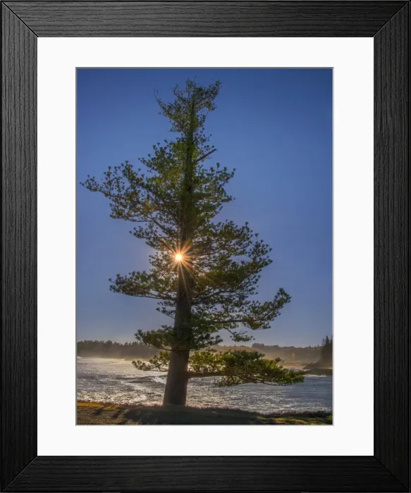 Framed Print : A sunstar behind the lone pine at Hunter Point, Norfolk Island Framed Print : A sunstar behind the lone pine at Hunter Point, Norfolk Island