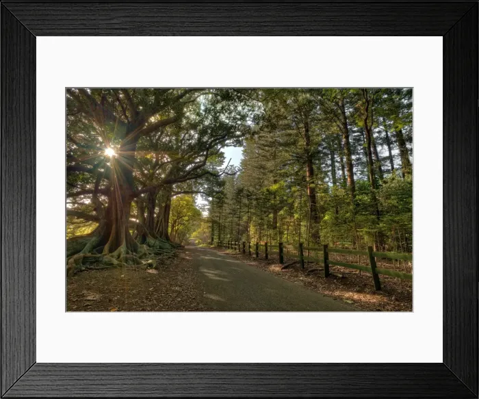 Framed Print : First light at the Moreton Bay fig-trees on New Farm road, Norfolk Island Framed Print : First light at the Moreton Bay fig-trees on New Farm road, Norfolk Island