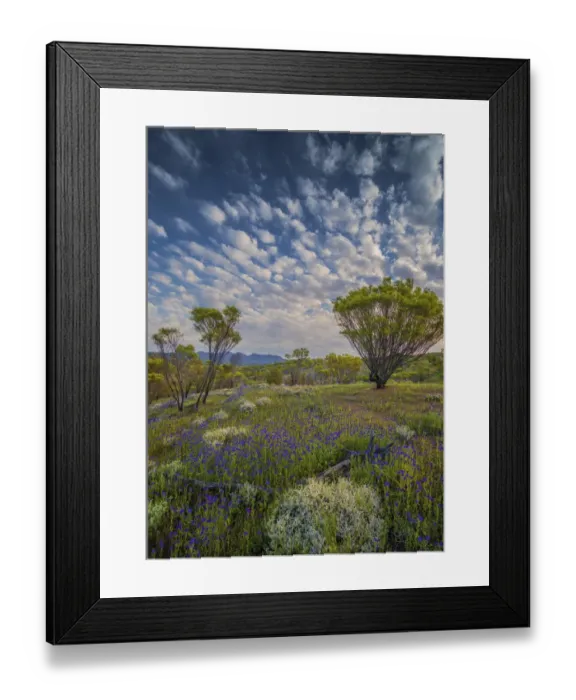 Framed Print : Wildflowers in the spring at Bunaroo valley in the southern region of Flinders Ranges National Park, South Australia