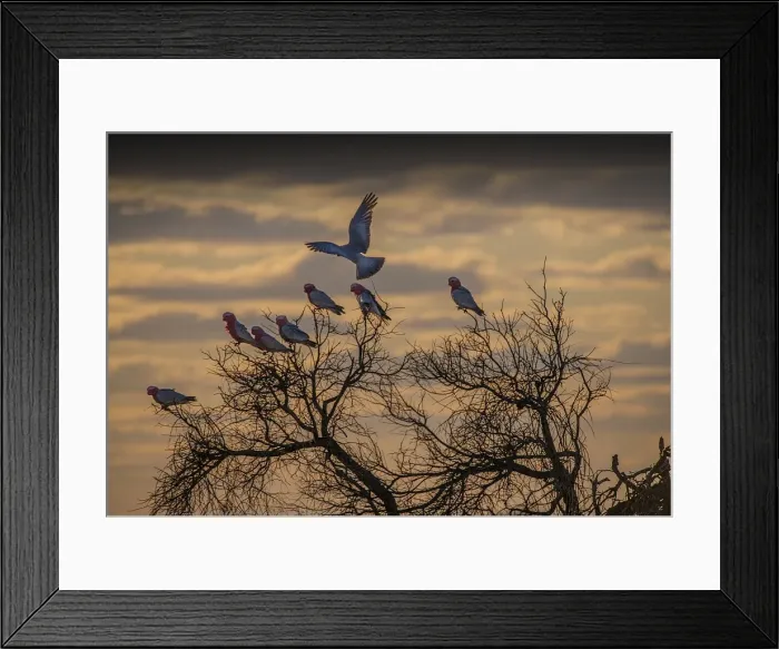 Framed Print : Mob of Galahs in a tree at sunset, Flinders Ranges, South Australia