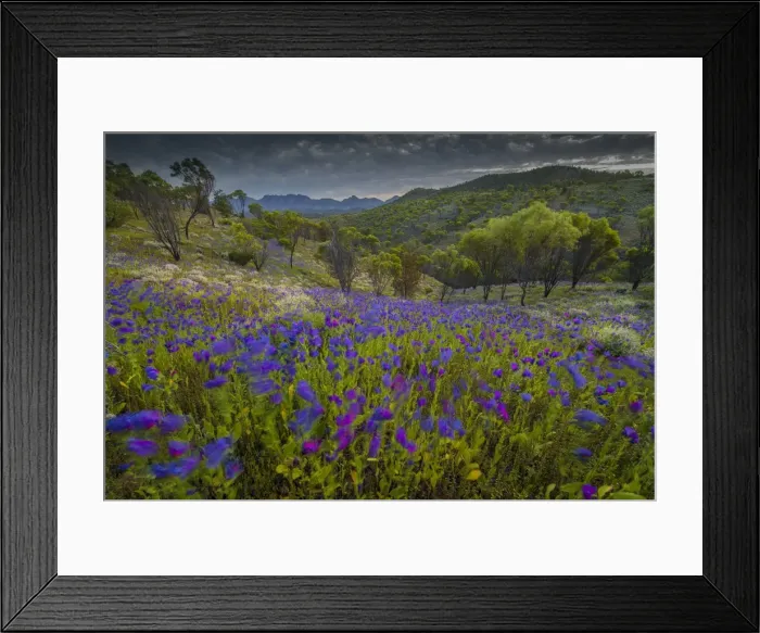 Framed Print : Wildflowers in the spring at Bunaroo valley in the southern region of Flinders Ranges National Park, South Australia Framed Print : Wildflowers in the spring at Bunaroo valley in the southern region of Flinders Ranges National Park, South Australia