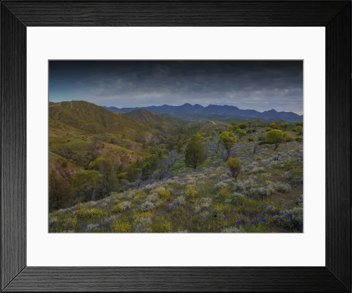 Framed Print : Wildflowers in the spring at Bunaroo valley in the southern region of Flinders Ranges National Park, South Australia Framed Print : Wildflowers in the spring at Bunaroo valley in the southern region of Flinders Ranges National Park, South Australia