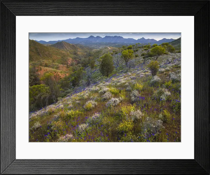 Framed Print : Wildflowers in the spring at Bunaroo valley in the southern region of Flinders Ranges National Park, South Australia Framed Print : Wildflowers in the spring at Bunaroo valley in the southern region of Flinders Ranges National Park, South Australia