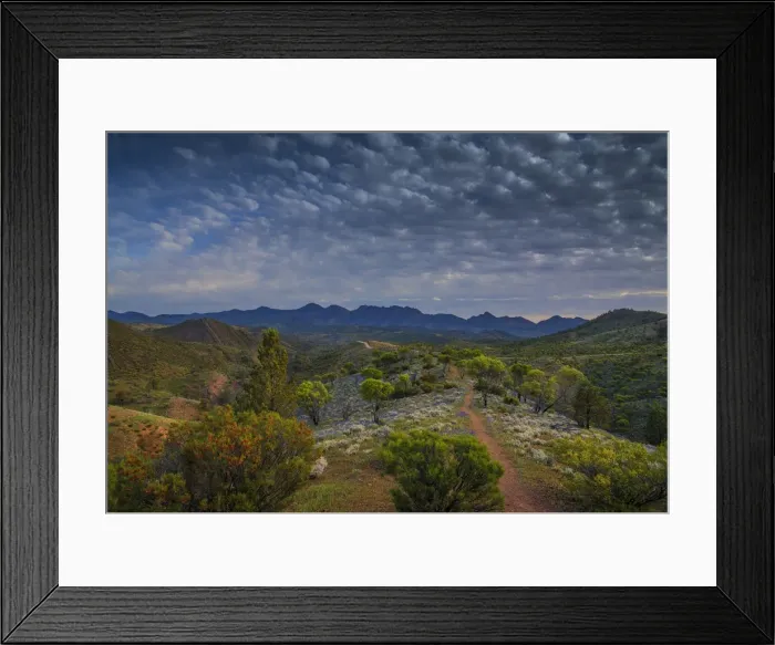Framed Print : Wildflowers in the spring at Bunaroo valley in the southern region of Flinders Ranges National Park, South Australia Framed Print : Wildflowers in the spring at Bunaroo valley in the southern region of Flinders Ranges National Park, South Australia
