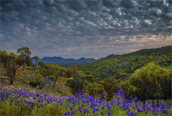 Wildflowers in the spring at Bunaroo valley in the southern region of Flinders Ranges National Park, South Australia