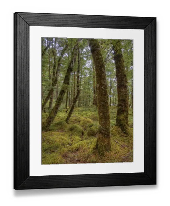 Framed Print : Keppler Rainforest in the South Island of New Zealand Framed Print : Keppler Rainforest in the South Island of New Zealand