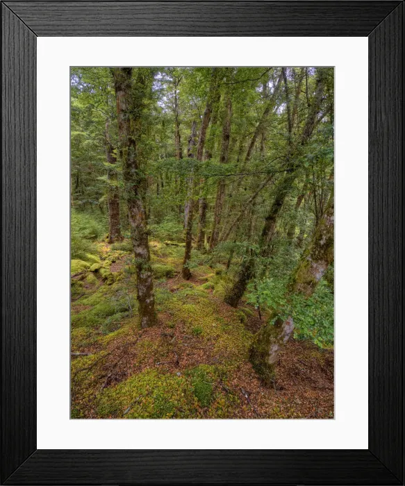 Framed Print : Keppler Rainforest in the South Island of New Zealand Framed Print : Keppler Rainforest in the South Island of New Zealand
