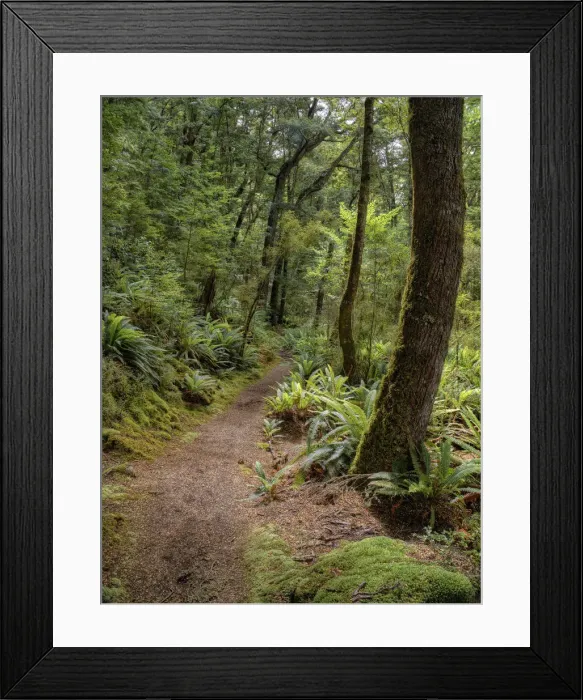 Framed Print : Keppler Rainforest in the South Island of New Zealand Framed Print : Keppler Rainforest in the South Island of New Zealand