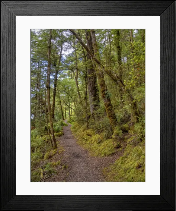 Framed Print : Keppler Rainforest in the South Island of New Zealand Framed Print : Keppler Rainforest in the South Island of New Zealand