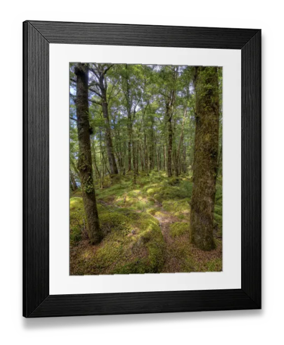 Framed Print : Keppler Rainforest in the South Island of New Zealand Framed Print : Keppler Rainforest in the South Island of New Zealand