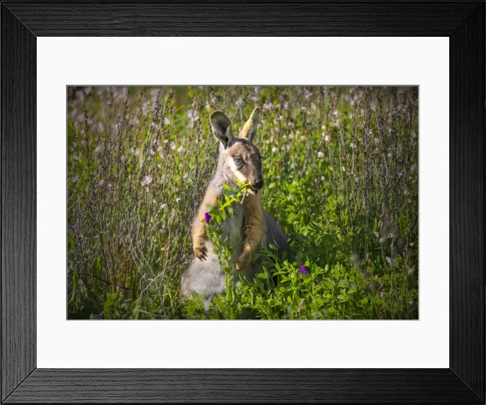 Framed Print : Yellow Footed Wallaby, Flinders Ranges, South Australia