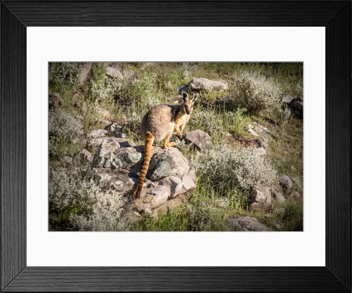 Framed Print : Yellow Footed Wallaby, Flinders Ranges, South Australia