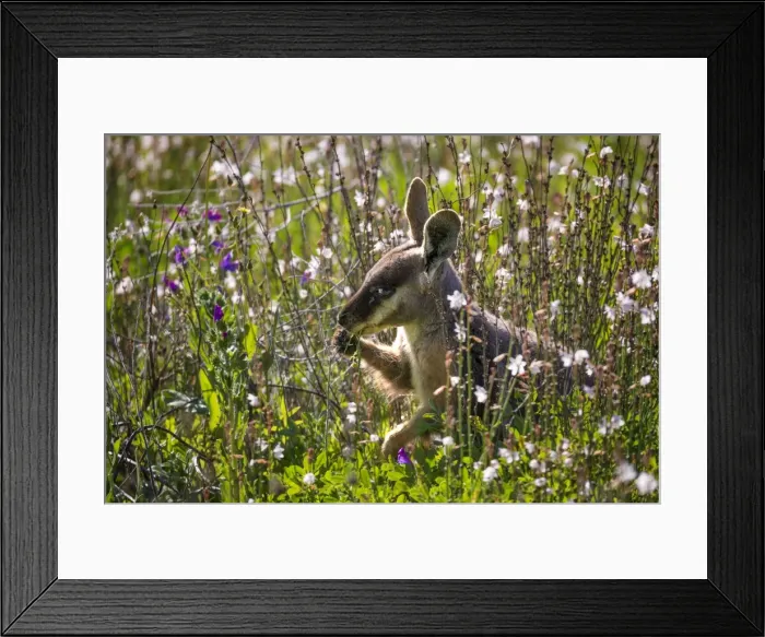 Framed Print : Yellow Footed Wallaby, Flinders Ranges, South Australia Framed Print : Yellow Footed Wallaby, Flinders Ranges, South Australia