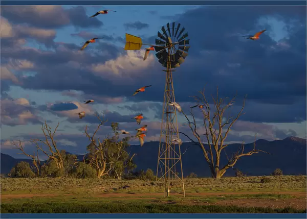 Late afternoon light at a remote agricultural windmill in outback South Australia