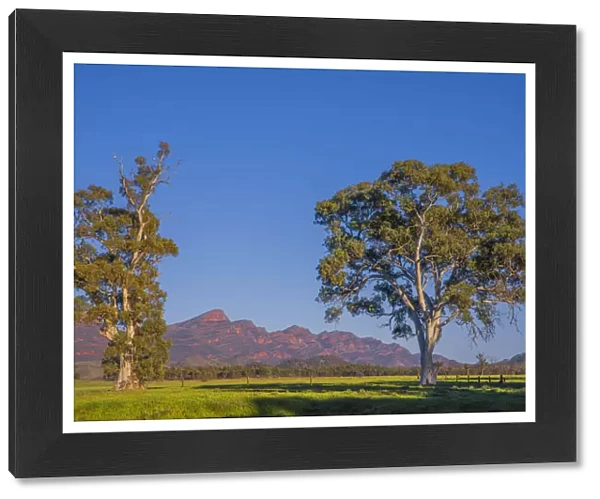 First light of Morning near Wilpena pound, Flinders Ranges, South Australia