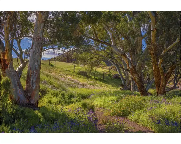 Wildflowers in Spring, Angorichina, Flinders Island, South Australia