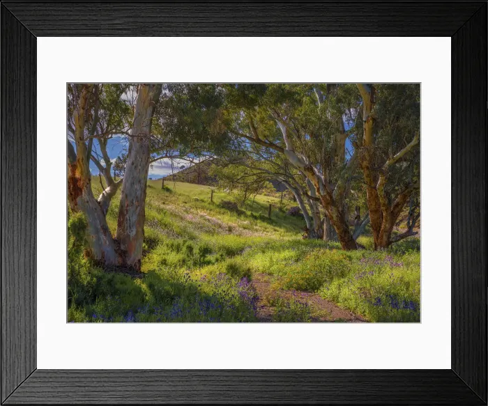Framed Print : Wildflowers in Spring, Angorichina, Flinders Island, South Australia Framed Print : Wildflowers in Spring, Angorichina, Flinders Island, South Australia