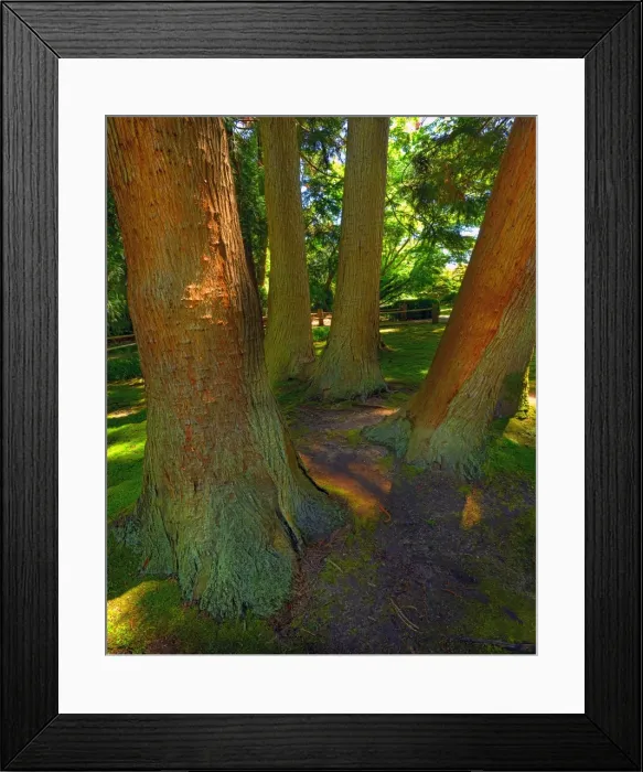 Framed Print : Japanese tea gardens in the Golden State Park, San Francisco, California