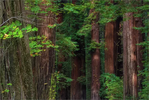 The Humbolt Redwood forest state reserve California