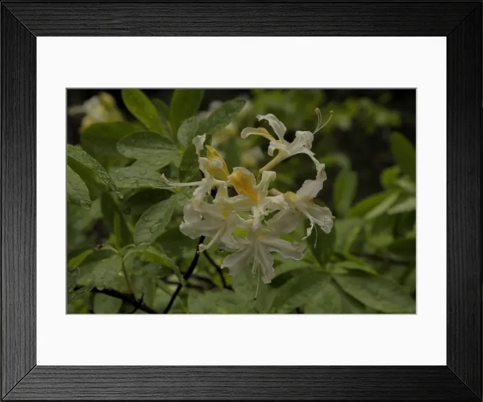 Framed Print : A wildflower blooms in Yosemite national park, California