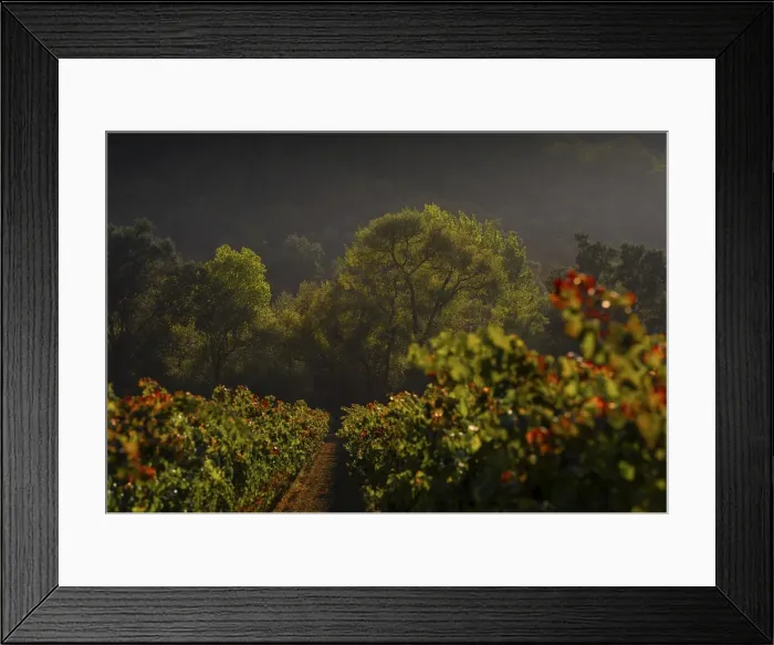 Framed Print : Countryside in late afternoon light near Ukiah, California