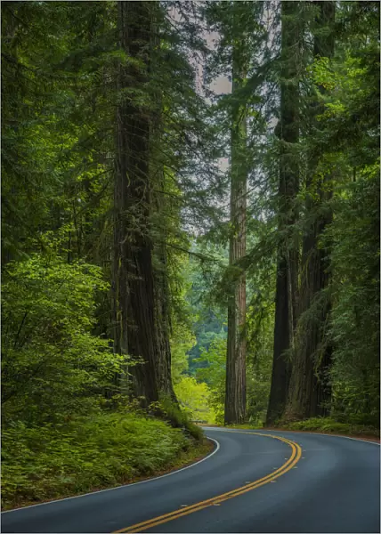 The Humbolt Redwood forest state reserve California