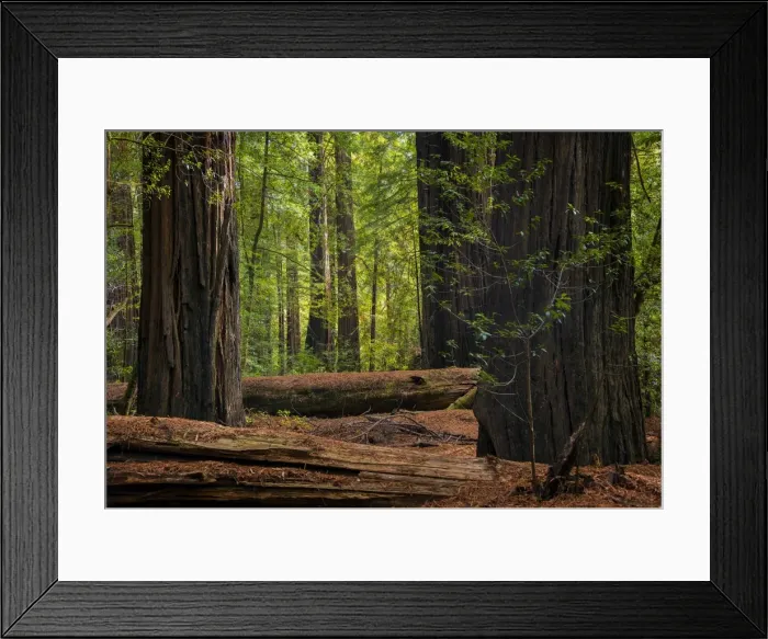 Framed Print : The Humbolt Redwood forest state reserve California Framed Print : The Humbolt Redwood forest state reserve California