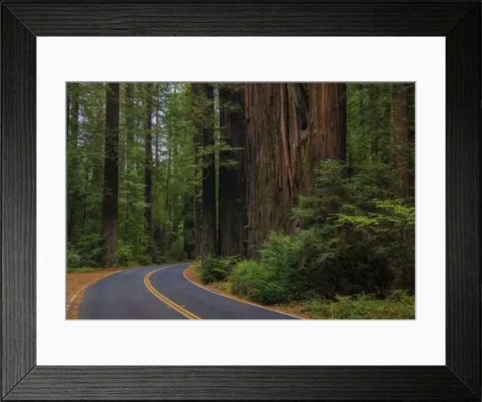 Framed Print : The Humbolt Redwood forest state reserve California