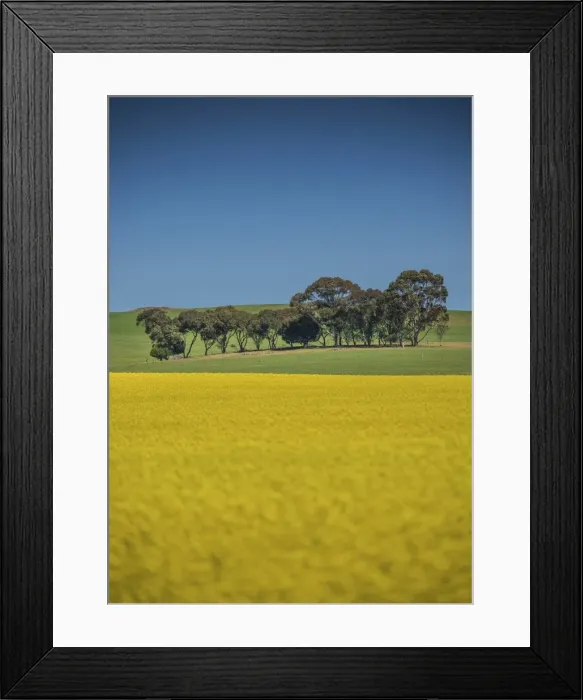 Framed Print : Canola fields ready for harvest, Clare Valley, South Australia