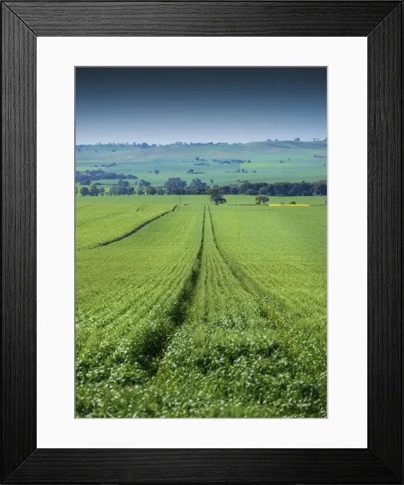 Framed Print : Crop fields ready for harvest, Clare Valley, South Australia Framed Print : Crop fields ready for harvest, Clare Valley, South Australia