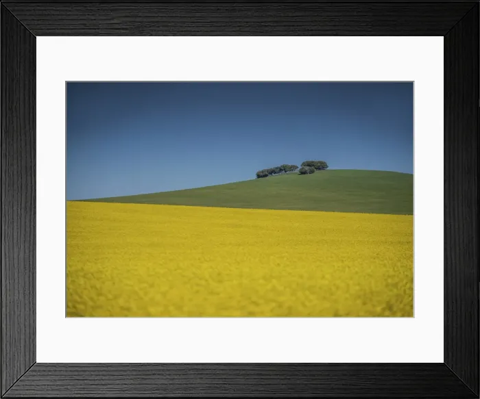 Framed Print : Canola fields ready for harvest, Clare Valley, South Australia Framed Print : Canola fields ready for harvest, Clare Valley, South Australia