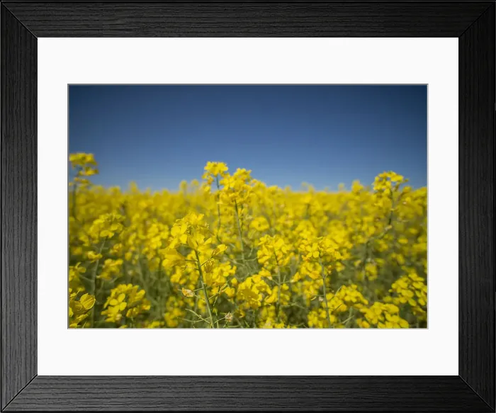 Framed Print : Canola fields ready for harvest, Clare Valley, South Australia
