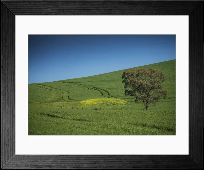 Framed Print : Crop fields ready for harvest, Clare Valley, South Australia Framed Print : Crop fields ready for harvest, Clare Valley, South Australia