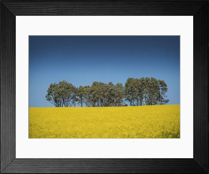 Framed Print : Canola fields ready for harvest, Clare Valley, South Australia
