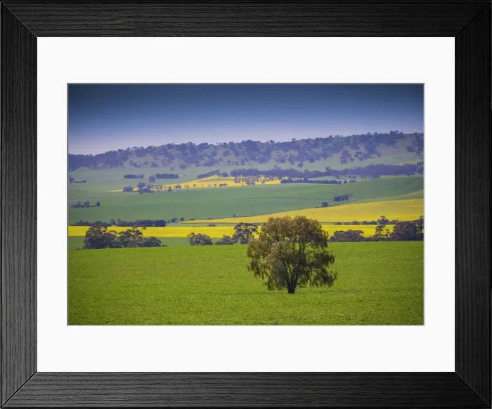 Framed Print : Canola fields ready for harvest, Clare Valley, South Australia