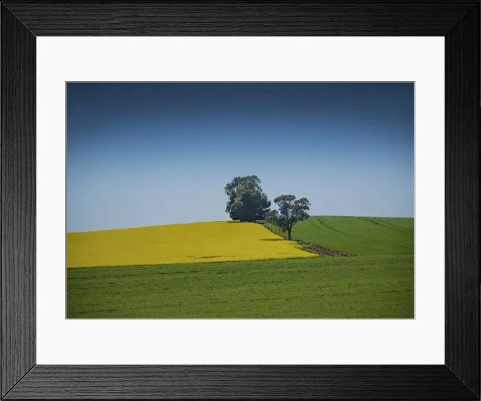 Framed Print : Canola fields ready for harvest, Clare Valley, South Australia Framed Print : Canola fields ready for harvest, Clare Valley, South Australia