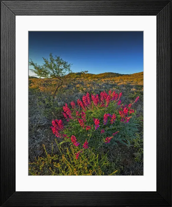 Framed Print : Arkaroola, an area of incredible semi arid wilderness in the northern Flinders Ranges of South Australia Framed Print : Arkaroola, an area of incredible semi arid wilderness in the northern Flinders Ranges of South Australia