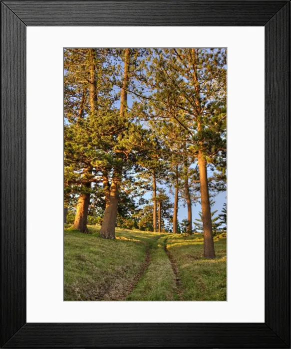 Framed Print : A view of the fine weather track that leads down to Point Ross and the Shearwater colony on Norfolk Islands coastline