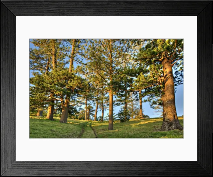 Framed Print : A view of the fine weather track that leads down to Point Ross and the Shearwater colony on Norfolk Islands coastline