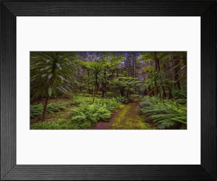 Framed Print : Natural temperate rainforest with Palms and tree-ferns, located on the Idyllic Norfolk Island in the Pacific Ocean Framed Print : Natural temperate rainforest with Palms and tree-ferns, located on the Idyllic Norfolk Island in the Pacific Ocean
