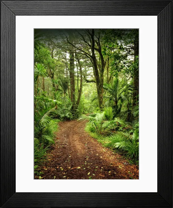 Framed Print : Natural temperate rainforest with Palms and tree-ferns, located on the Idyllic Norfolk Island in the Pacific Ocean