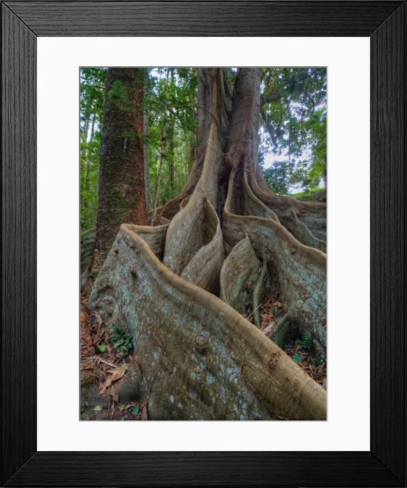 Framed Print : Natural temperate rainforest with Palms and tree-ferns, located on the Idyllic Norfolk Island in the Pacific Ocean Framed Print : Natural temperate rainforest with Palms and tree-ferns, located on the Idyllic Norfolk Island in the Pacific Ocean