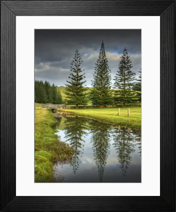 Framed Print : Pine trees reflecting in a pond filled with recent rains on the Kingston common, Norfolk Island