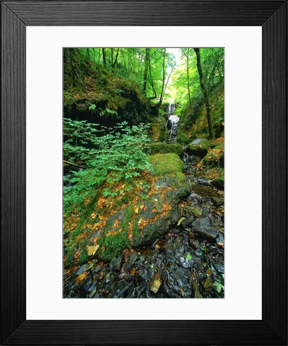 Framed Print : Forest Brook in Devon, England Framed Print : Forest Brook in Devon, England