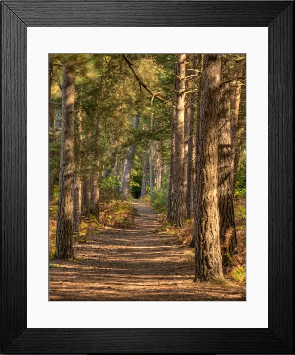 Framed Print : A forest Walk, Wareham forest reserve, Dorset, England