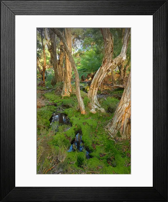 Framed Print : Fotheringate creek and rainforest, Lacota, Strzelecki range, Flinders Island Tasmania Framed Print : Fotheringate creek and rainforest, Lacota, Strzelecki range, Flinders Island Tasmania