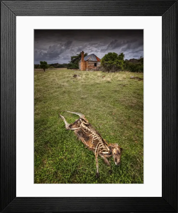 Framed Print : Wallaby Skeleton, Palana, Flinders Island Tasmania Framed Print : Wallaby Skeleton, Palana, Flinders Island Tasmania