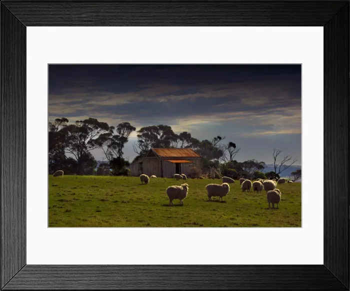 Framed Print : Grazing sheep near Emita, Flinders Island, Tasmania